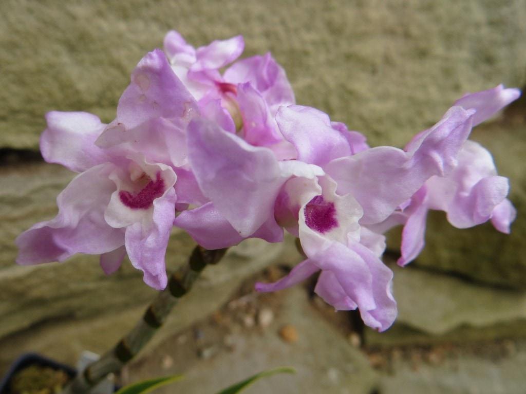 Wisconsin Orchid Society Show and Sale - New World Orchids