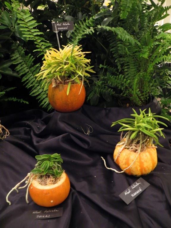 New Jersey Orchid Society Show - New World Orchids