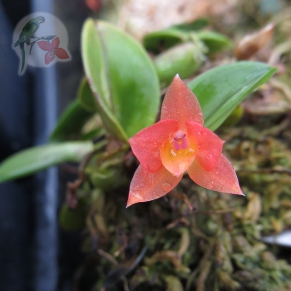 Cattleya cernua - New World Orchids