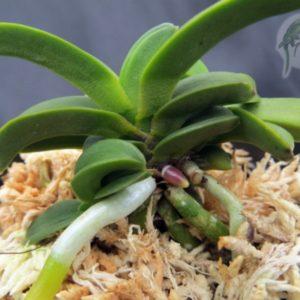 富貴蘭　白露 白露 | 奥深い富貴蘭