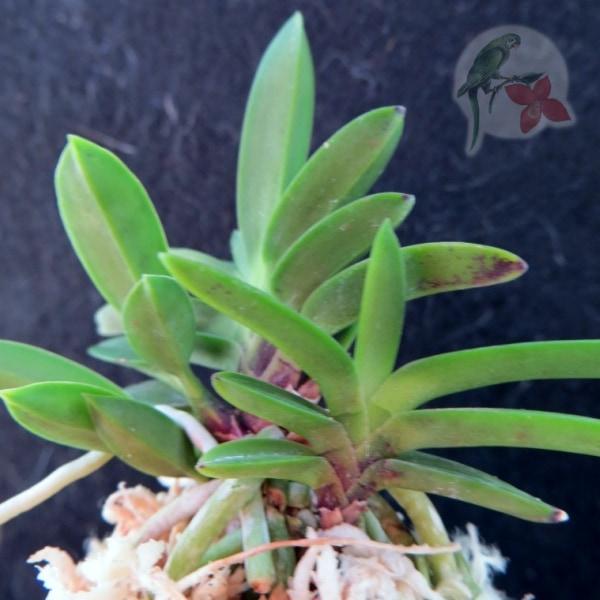 Tokushima-san Mameba 徳島産豆葉 - New World Orchids