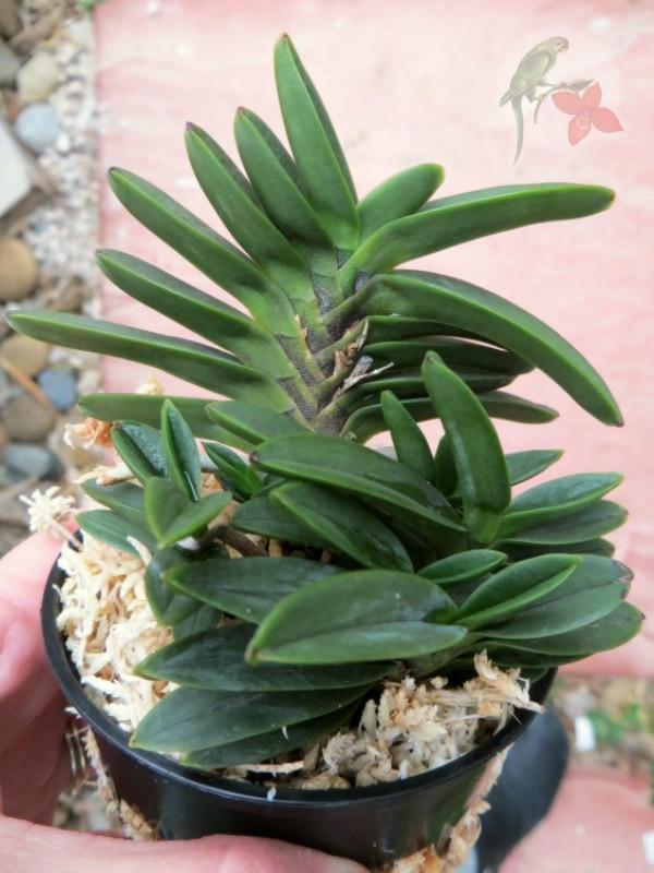 最高峰　  Flora Danica プレート Flora Danica Long Dress