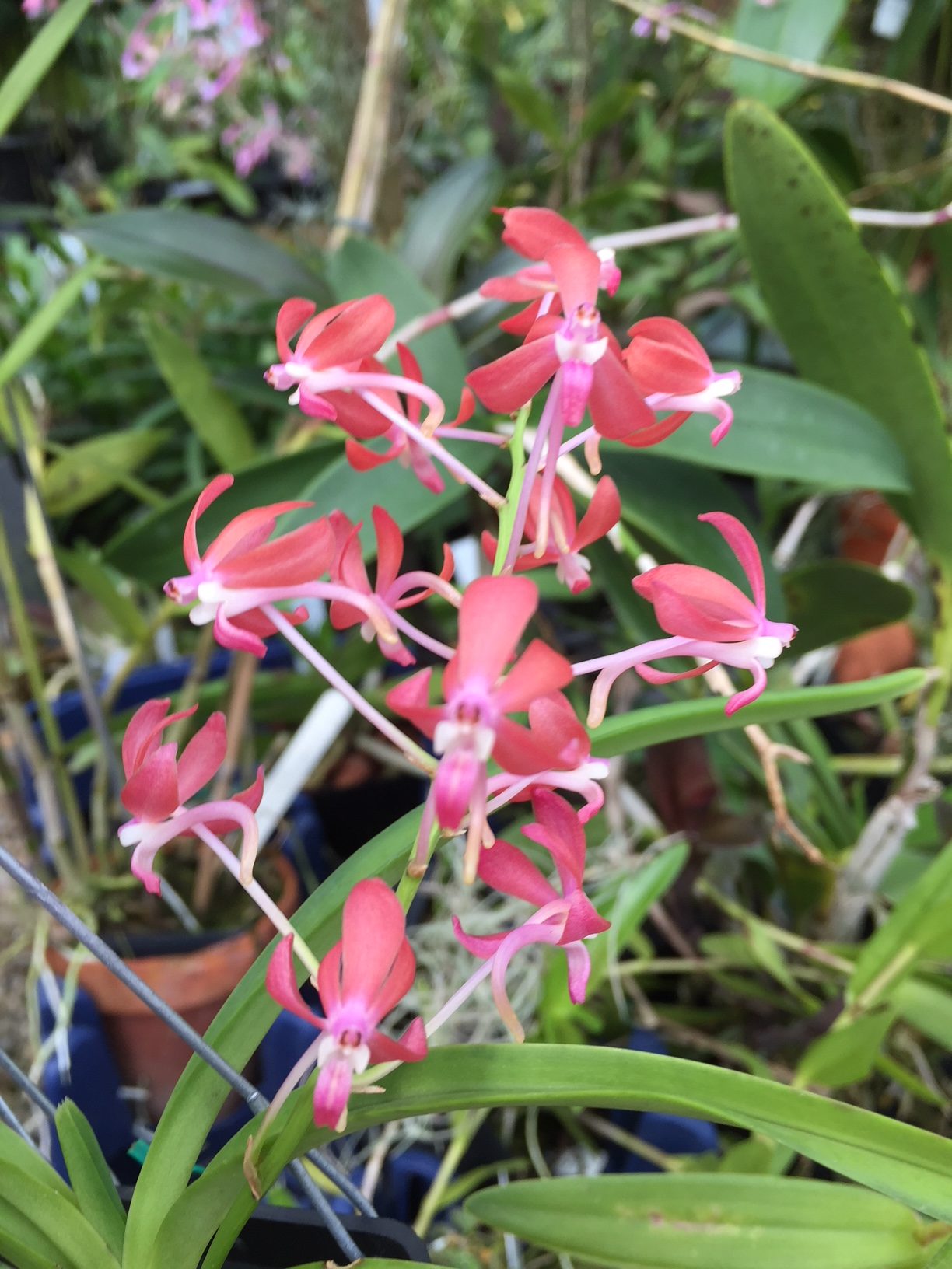 Thai Peach blühfähig A/J 1-5 Vanda orchidee V 