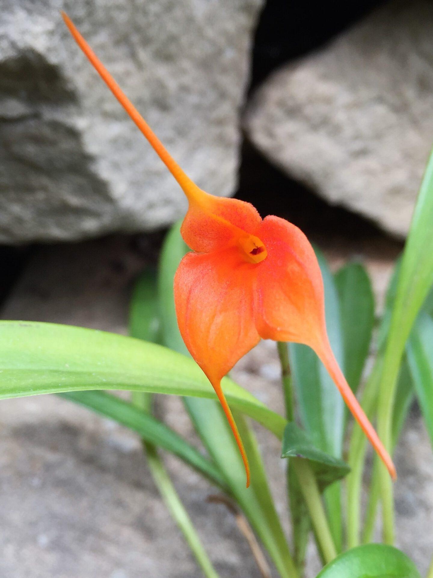 North Jersey Orchid Society Show - New World Orchids