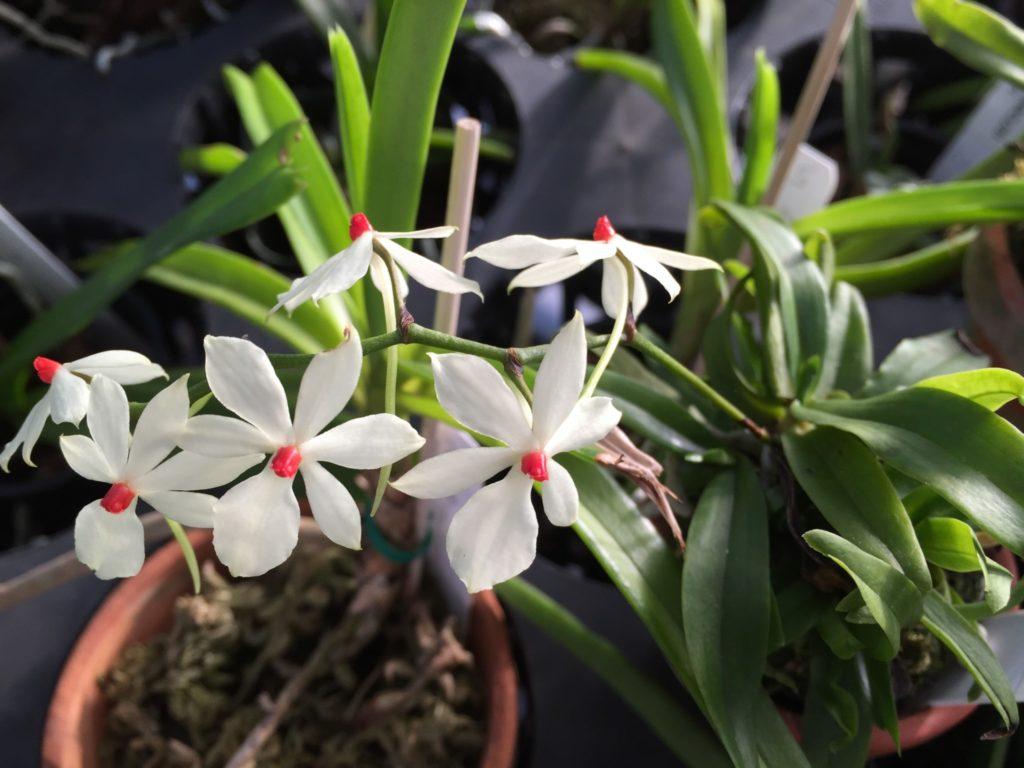 Summer 2016 Cool Growing Orchids New World Orchids