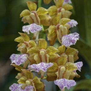 Aeridovanda Pramote