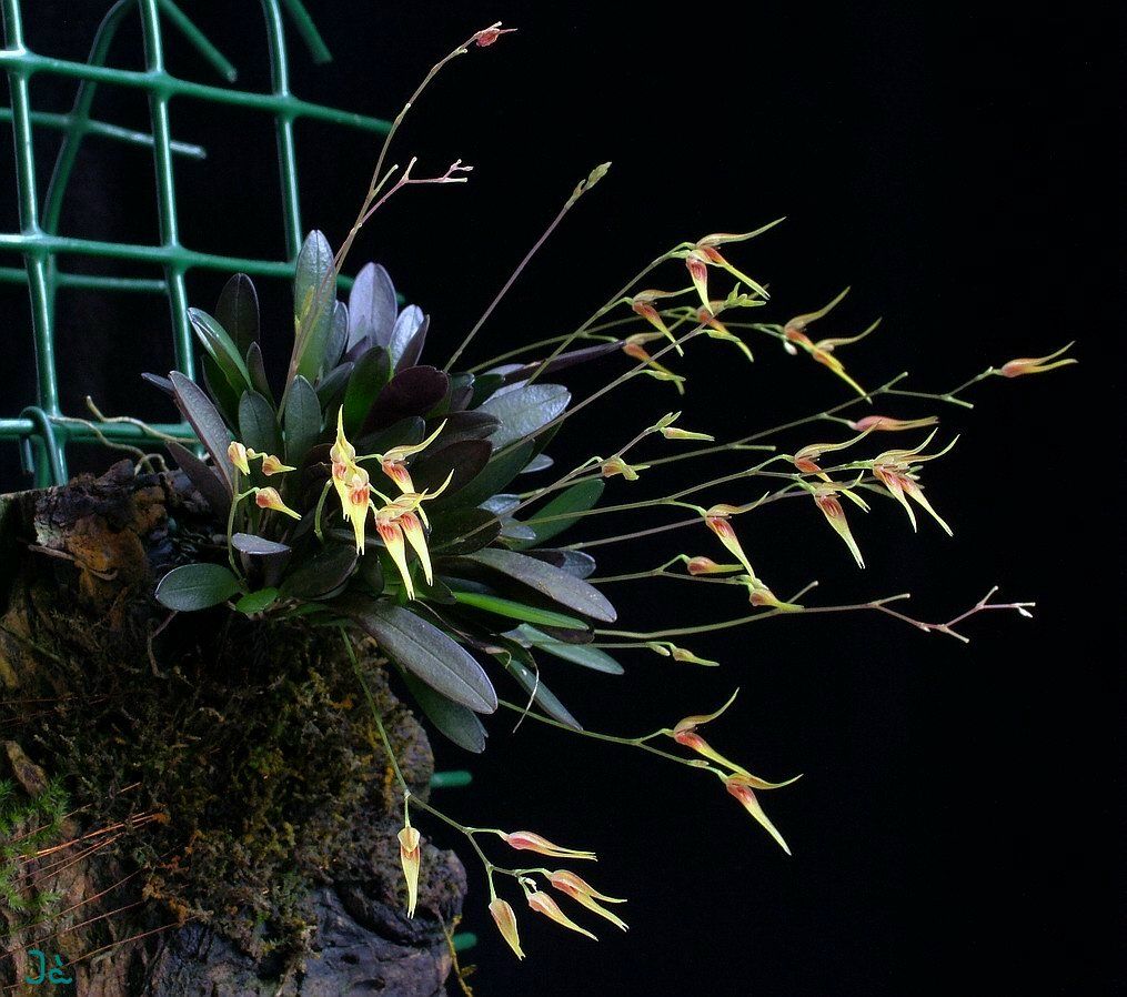 Specklinia (Pleurothallis) picta - New World Orchids