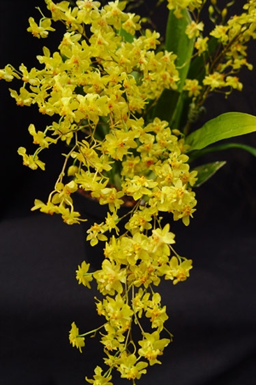 Oncidium Twinkle 'Sunlight' - New World Orchids