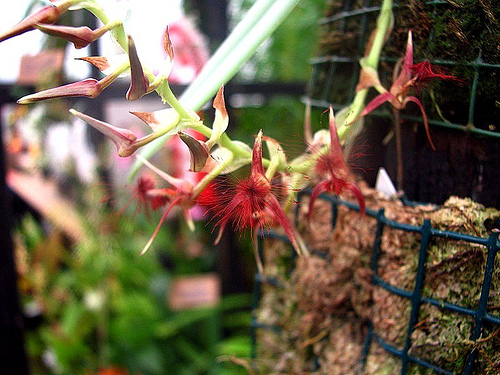 BULBOPHYLLUM BARBIGERUM ORCHID SPECIES BLOOMING SIZE HAIRY FLOWERS