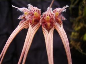 Bulbophyllum sanguineopunctata