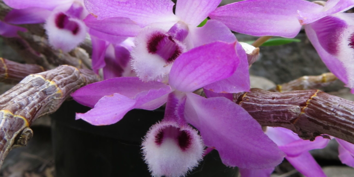 Dendrobium:  my favorite genus