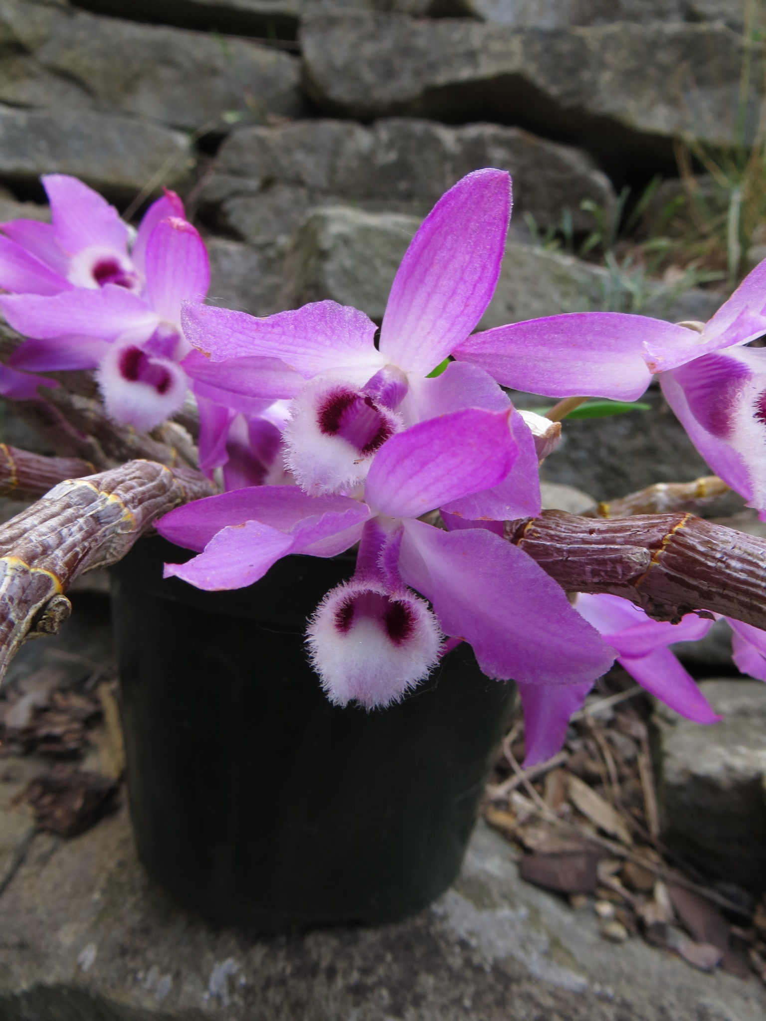 Dendrobium:  my favorite genus