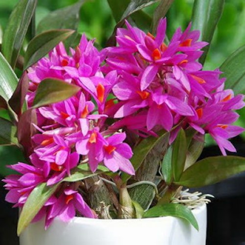 Dendrobium Care Question Answered