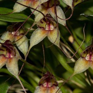 Masdevallia nidifica