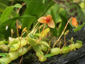 Bulbophyllum catenarium