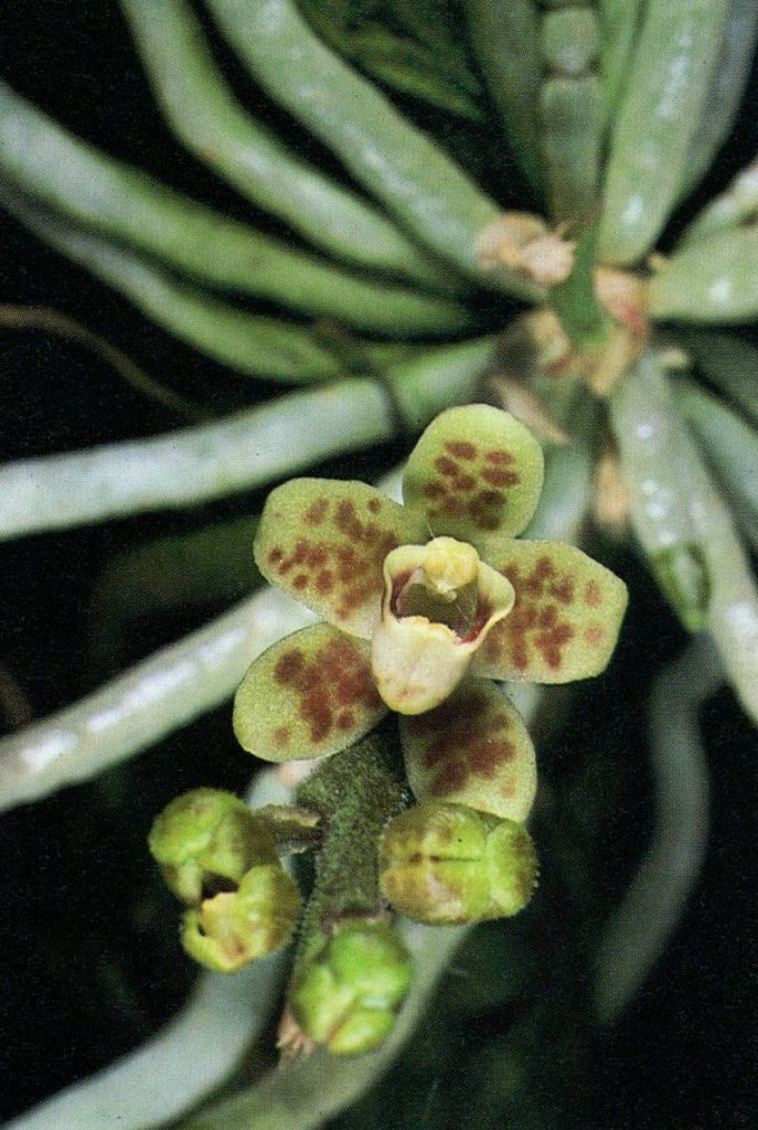 Chiloschista parishii (brown spotted) - New World Orchids