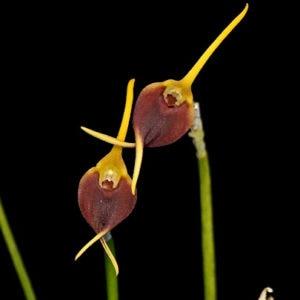 Masdevallia weberbaueri x Masdevallia impostor