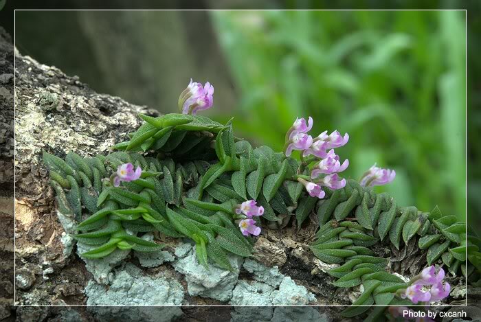 Schoenorchis scolopendria ORCHIDS SPECIES Miniature Bloom size PHYTO CERTIFICA 