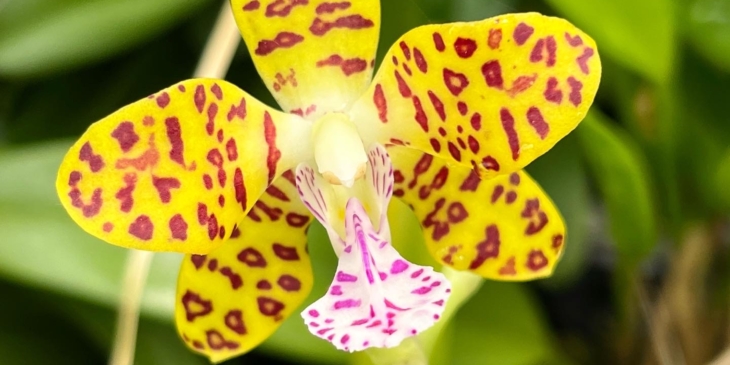 January Orchid Shows
