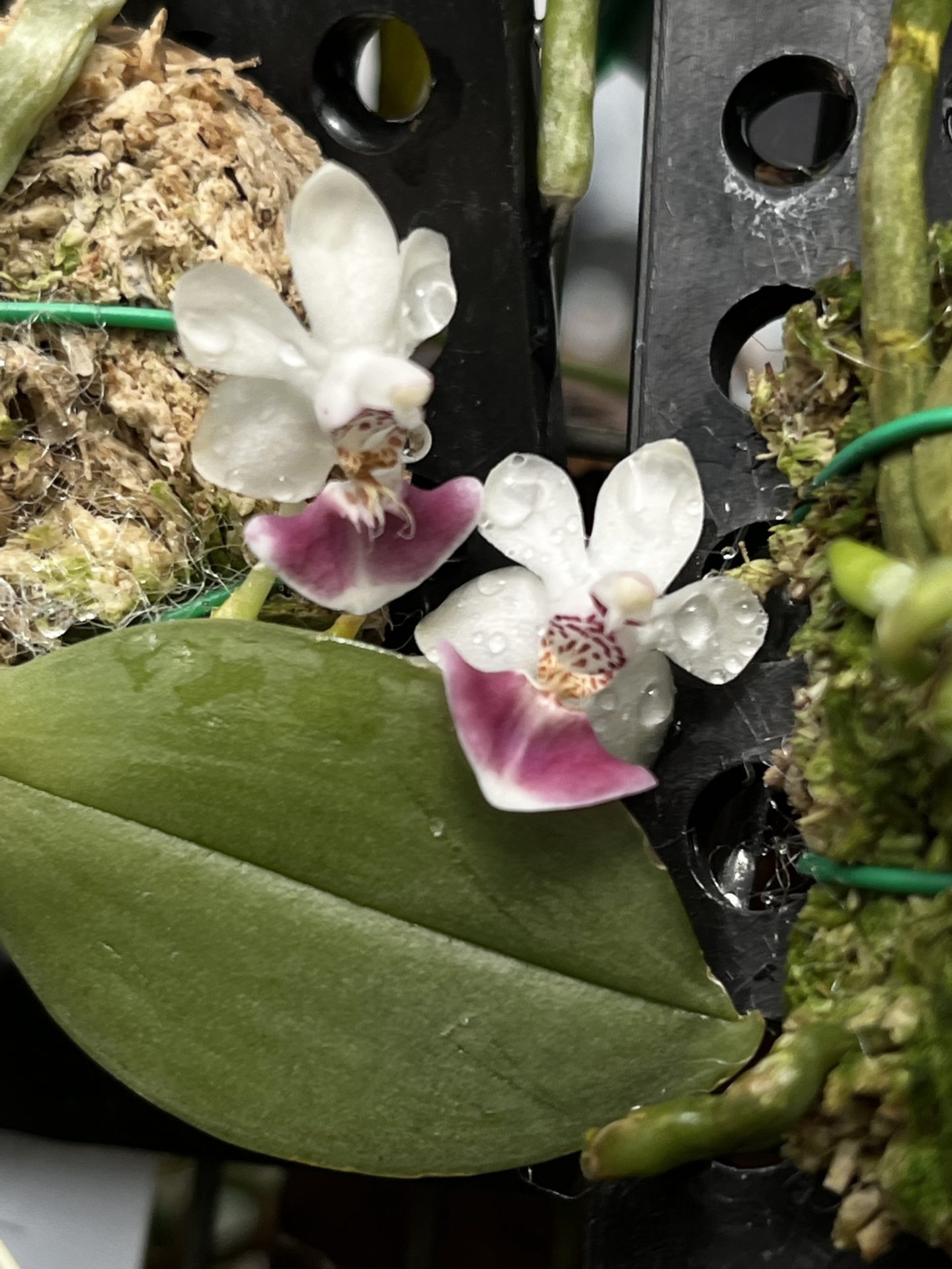 Ultra Mini Phalaenopsis