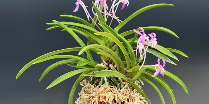 Summer Orchid Sale 2024