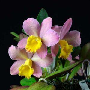 Cattleya Crystelle Smith 'Nathan's Reward'
