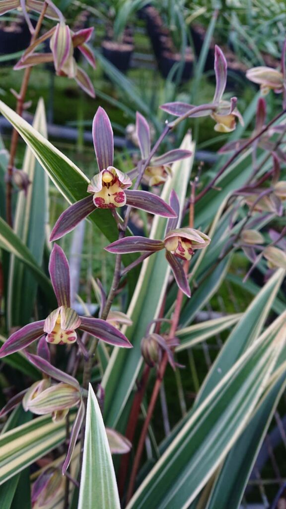 Cymbidium Sinense Chuan Qi Da Xün New World Orchids 7372