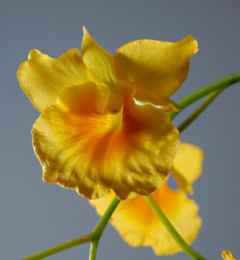 Dendrobium braianense - New World Orchids