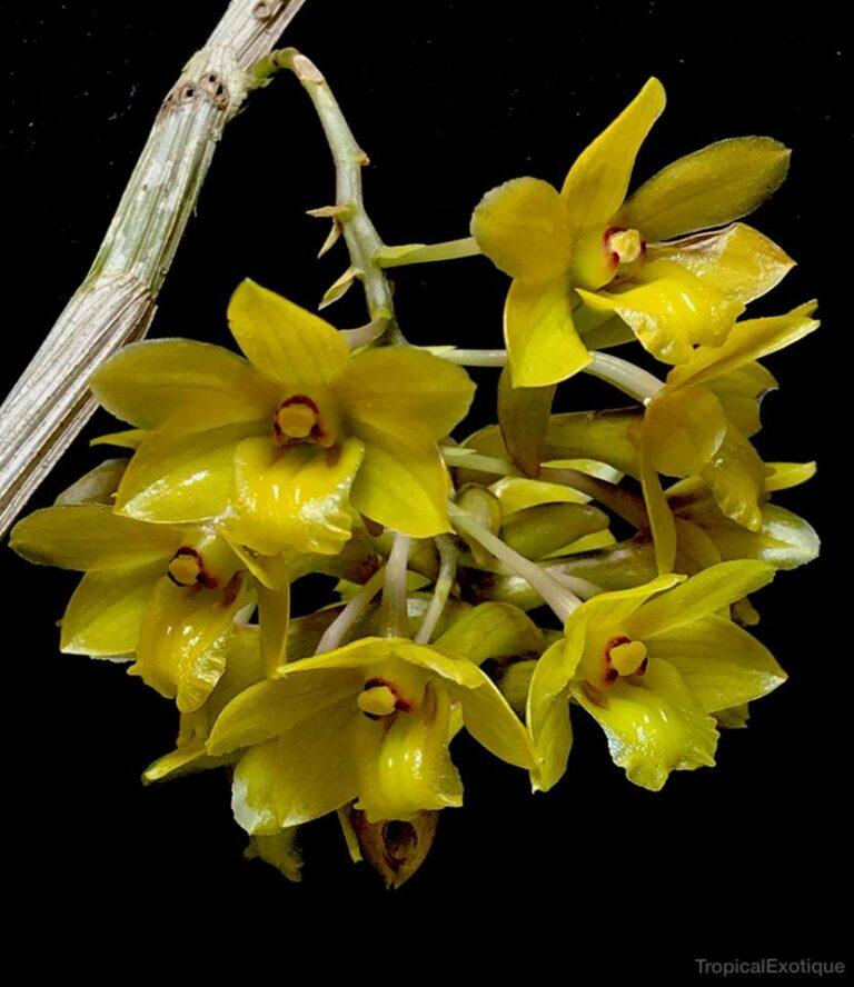Dendrobium ionopus - New World Orchids