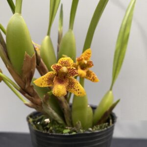New Zealand Sphagnum Moss 150g - New World Orchids