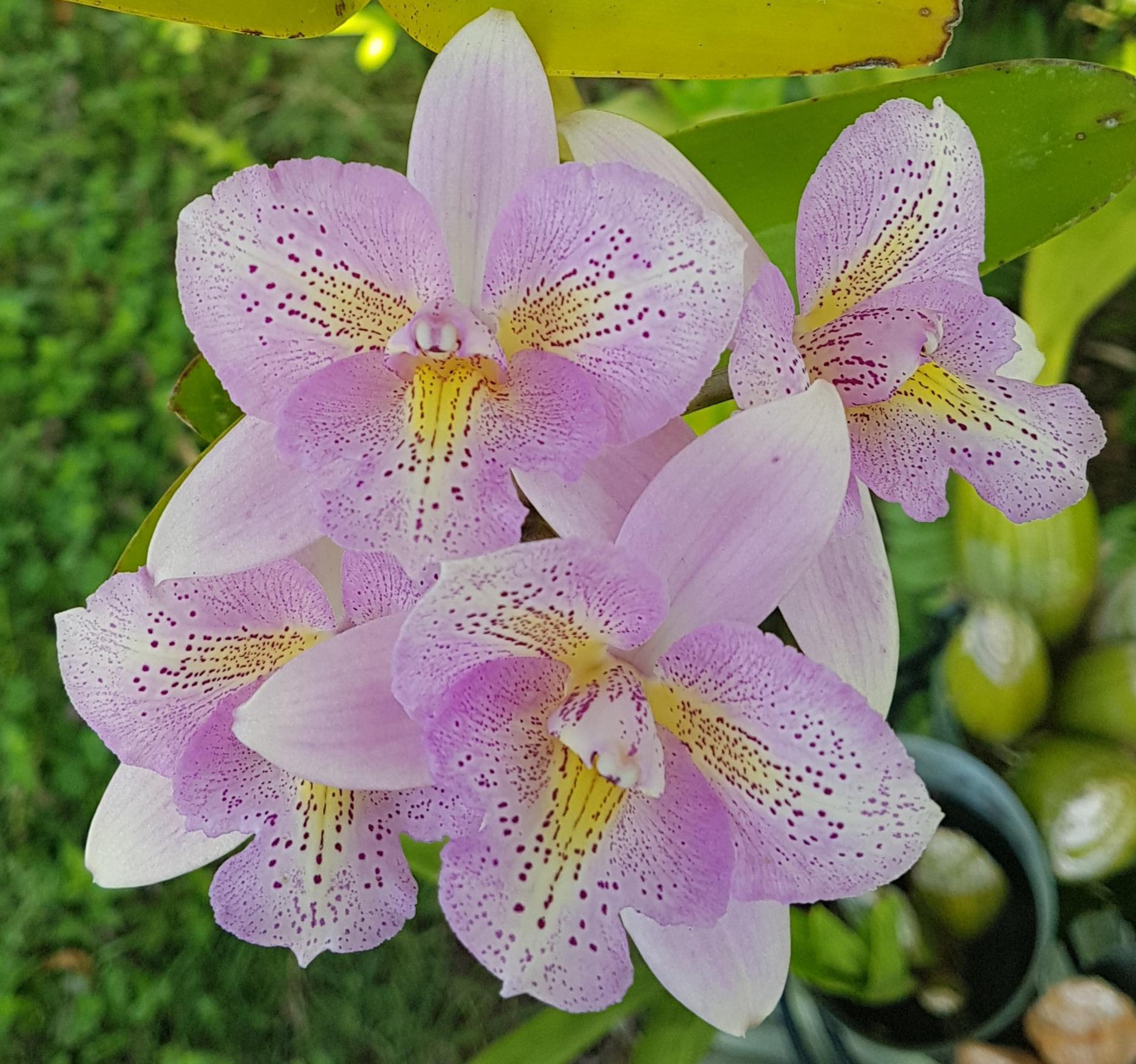 Caulocattleya Chantilly Lace 'Twinkle' (C. El Dorado Splash × Caularthron  bicornutum)