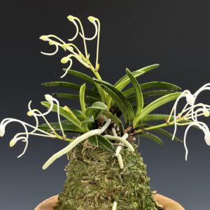 Neofinetia falcata Select: Yomeimon