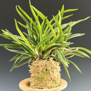 Neofinetia falcata Select: Gogung