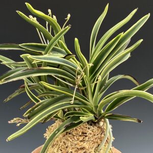 Neofinetia falcata Select: Subaek